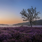 Blooming heathland
